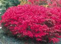 Trzmielina europejska RED CASCADE na pniu