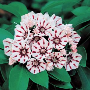 Kalmia širokolistá PEPPERMINT