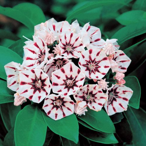 Kalmia širokolistá PEPPERMINT