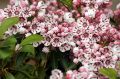 Kalmia szerokolistna PEPPERMINT