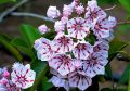 Kalmia szerokolistna PEPPERMINT