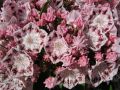 Kalmia szerokolistna GINKONA