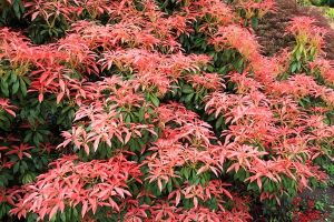 Pieris japonský ASTRID