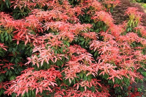 Pieris japonský ASTRID