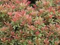 PIERIS Japoński ASTRID