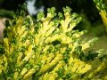 Thuja IRISH GOLD