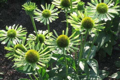Echinacea zelený GREEN JEWEL