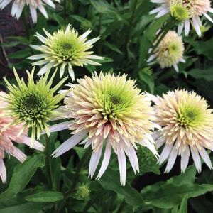 Echinacea CHERRY FLUFF