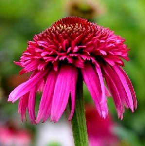 Echinacea purpurová SECRET AFFAIR