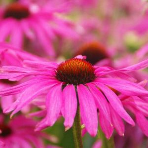 Echinacea purpurová PURPLE EMPEROR