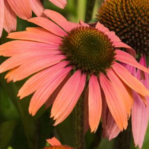 Echinacea purpurová SUMMER COCTAIL