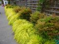 Trawa Hakonechloa smukła ALL GOLD