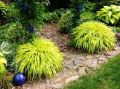 Trawa Hakonechloa smukła ALL GOLD