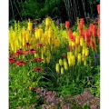 Trytoma groniasta POCO YELLOW