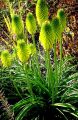 Trytoma groniasta LIMELIGHT