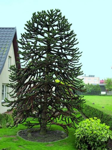 ARAUCARIA čílska