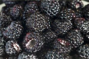 Malina čierna BRISTOL