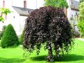 Buk Zwisający PURPUREA PENDULA