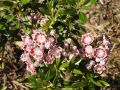 Kalmia szerokolistna TAD