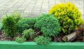 Thuja AMBER GLOW