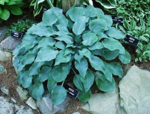 Hosta BLUE DIAMOND