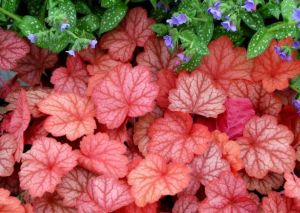 Heuchera GEORGIA PEACH