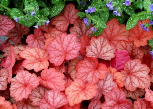 Heuchera GEORGIA PEACH
