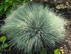 Štetka sivá SPIKY BLUE