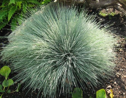 Štetka sivá SPIKY BLUE