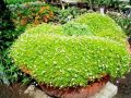 Karmnik ościsty Lime Moss