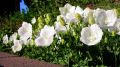 Dzwonek Karpacki PEARL WHITE