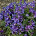 Panstemon pinacolada VIOLET SHADES