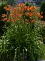 Liliowiec Ogrodowy MARY BROWN