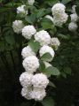 Kalina japońska GRANDIFLORUM