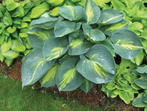 HOSTA DREAM QUEEN 4-ročná