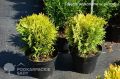 Thuja GLOBOSA AUREA