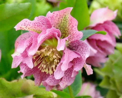Čemeřica východná DOUBLE CROWN ROSE