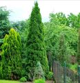 Thuja SZMARAGD