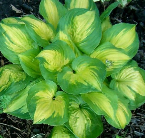 Hosta DANCE WITH ME