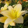 Liliowiec Ogrodowy SUMMER SPLENDOR