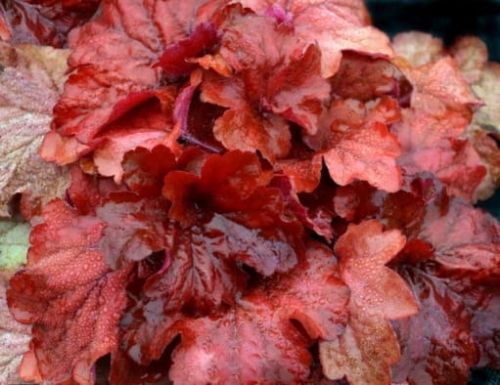 Heuchera CHERRY COLA