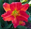 Liliowiec Ogrodowy RED RUM