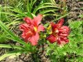 Liliowiec Ogrodowy TORRID