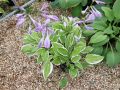 Funkia - HOSTA EMILY DICKINSON