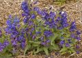 Panstemon pinacolada VIOLET SHADES
