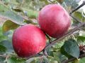 Jabłoń MALINÓWKA Oberlandzka