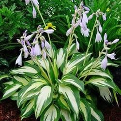 Hosta SZAFIREK