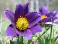 Sasanka Zwyczajna DARK BLUE VIOLET
