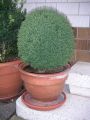 Thuja TEDDY
