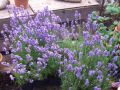 Lawenda Wąskolistna AROMATICO BLUE LA BLUSA